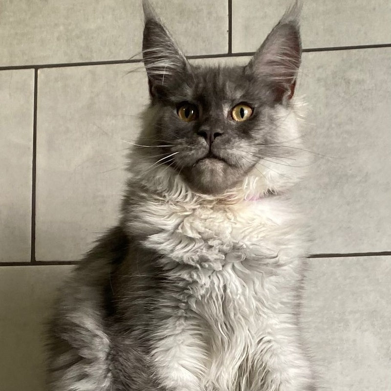 Quart Punch Maine Coon male, blue silver