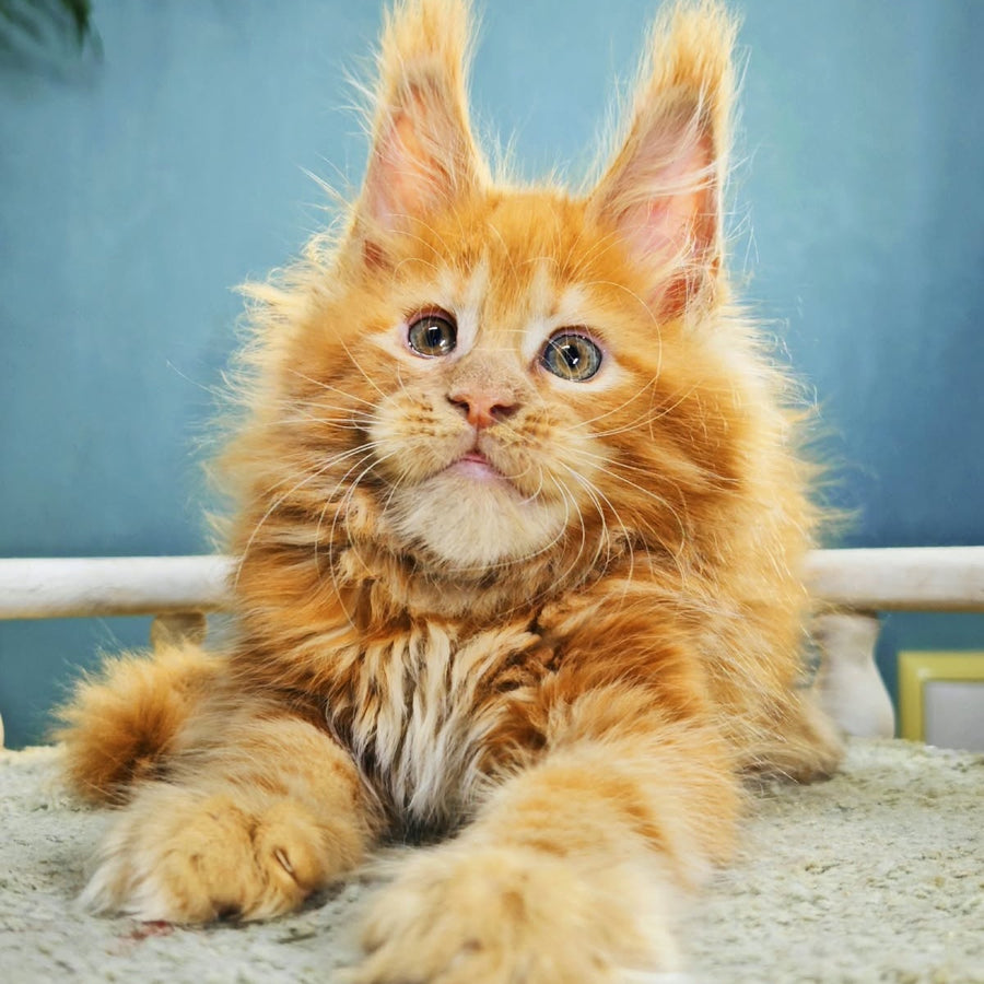 Iva Maine Coon female, red