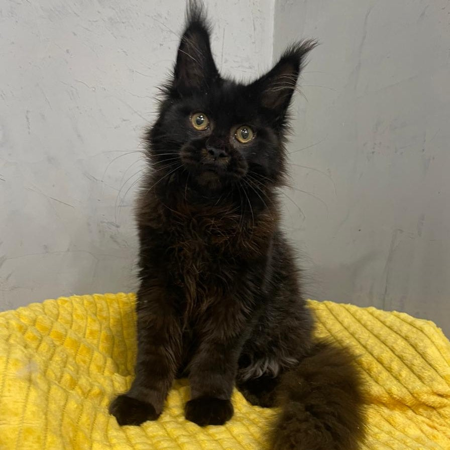 Potap Maine Coon male, black