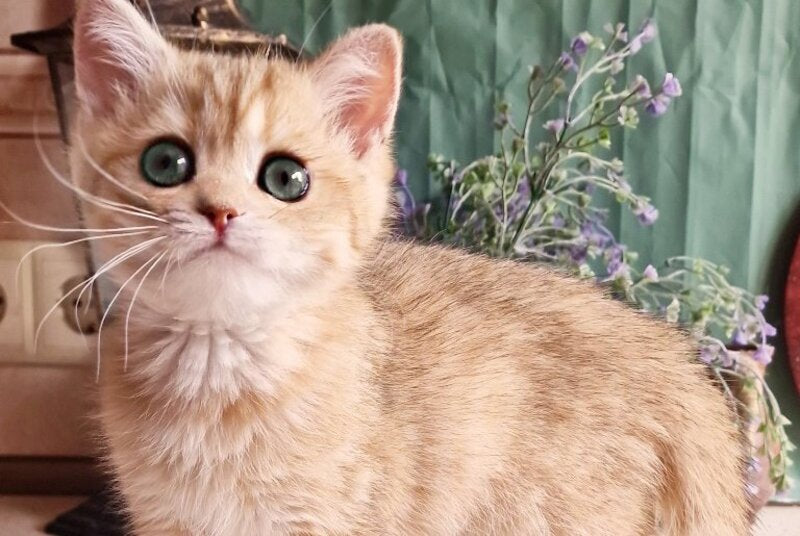 Anastasia British Shorthair female, black golden spotted tabby