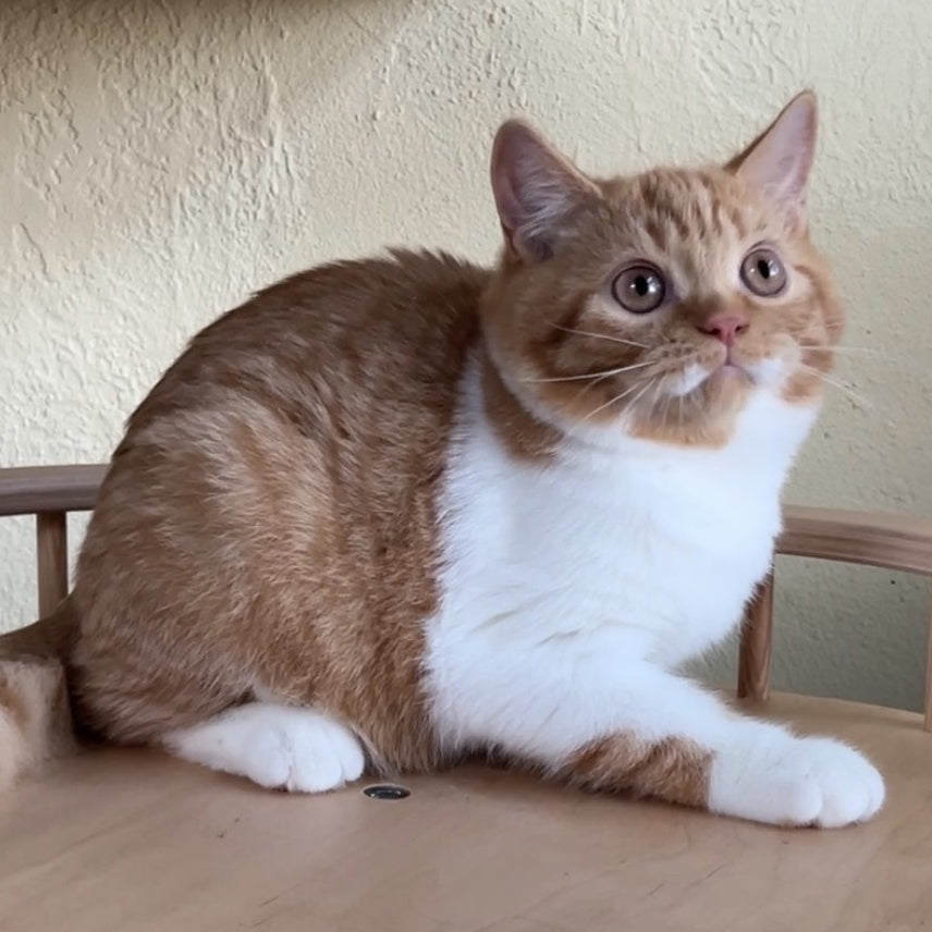 Demian British Shorthair male, red bicolour