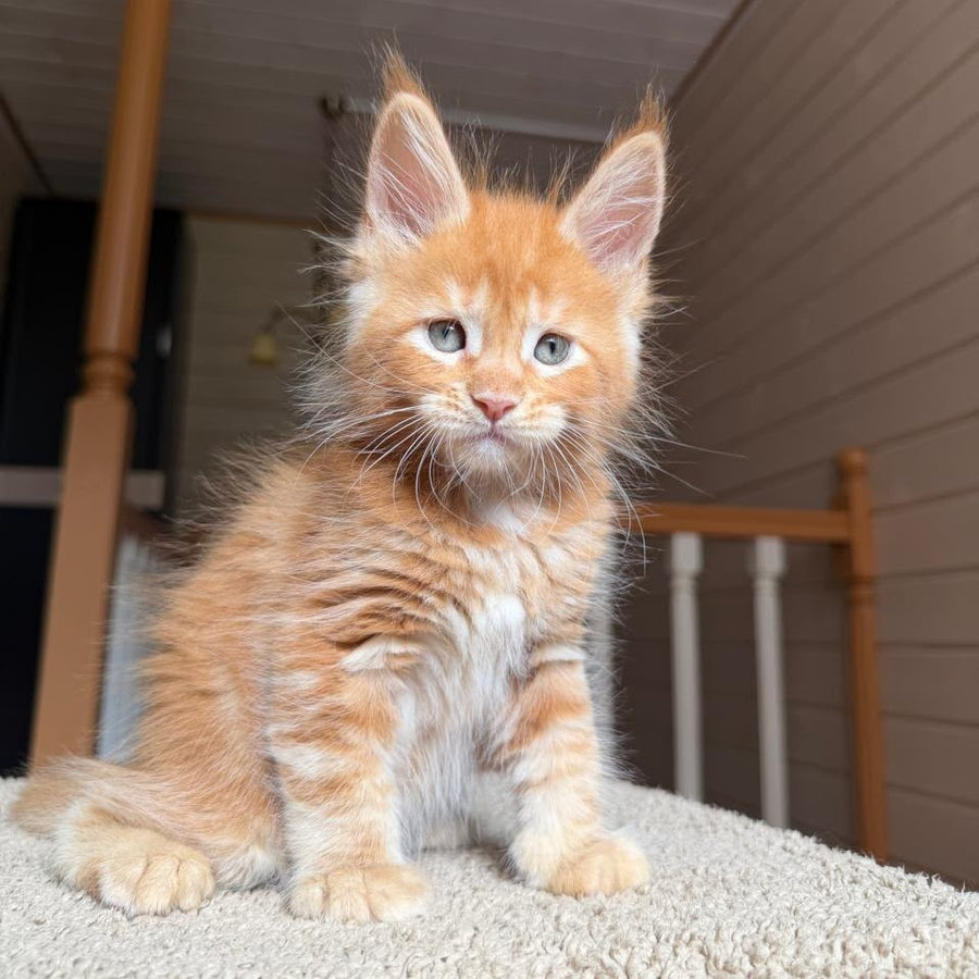 Amur Maine Coon male, red tabby with white