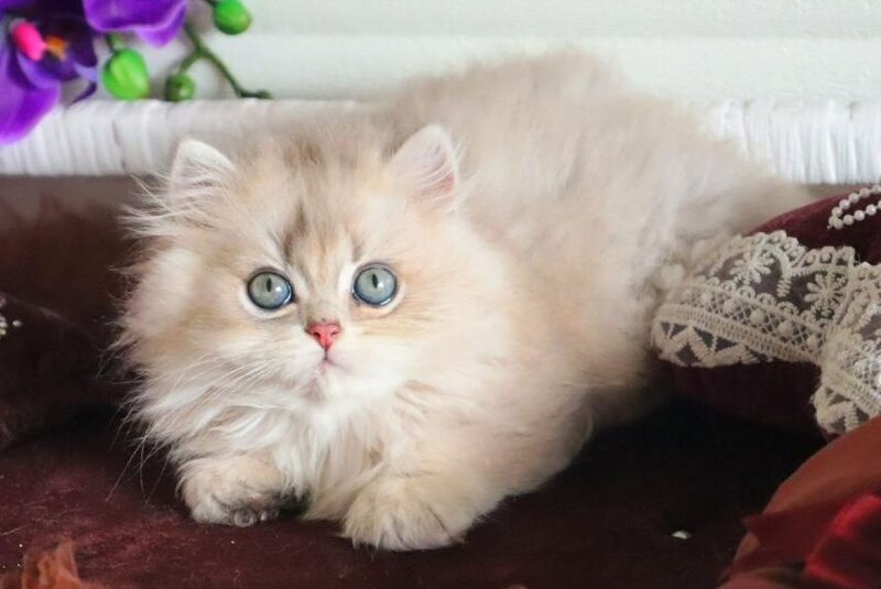 Marchello British Longhair male blue golden shaded - live animals