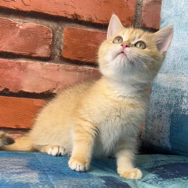 Jaya British Shorthair female, chocolate golden spotted tabby