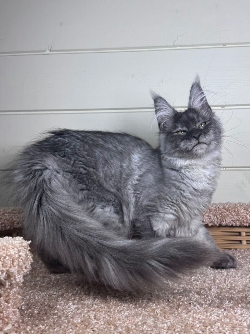Vanessa Maine Coon female black silver - live animals