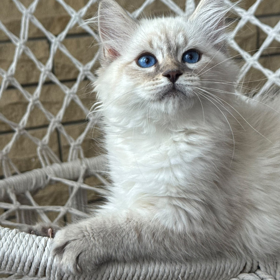 Max Ragdoll male, blue pointed