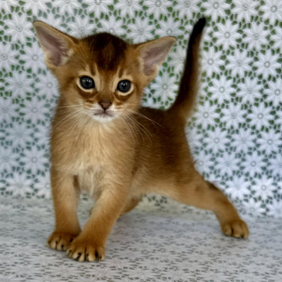 Halif Abyssinian male, ruddy