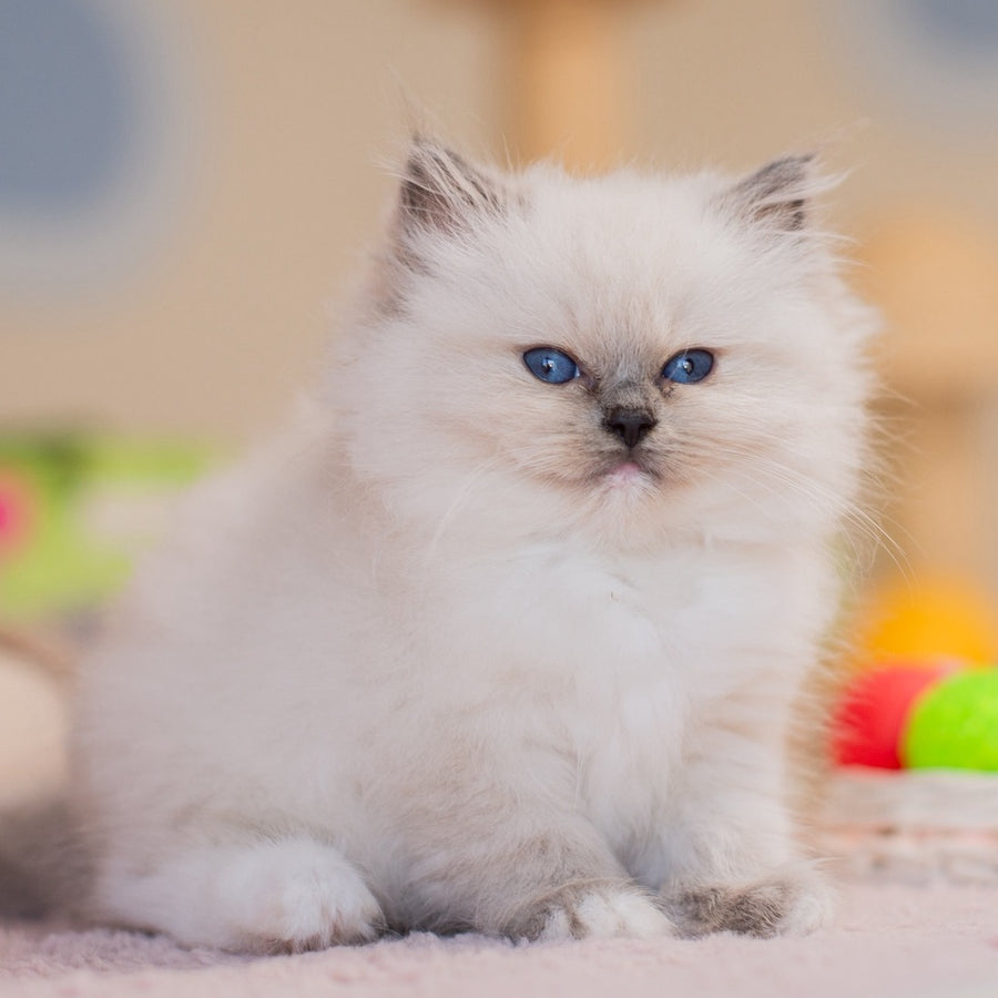 Yvette Ragdoll female, blue mitted