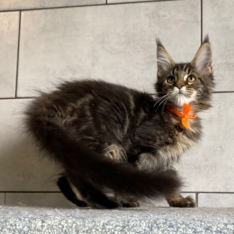 Toratau Maine Coon female, black tabby