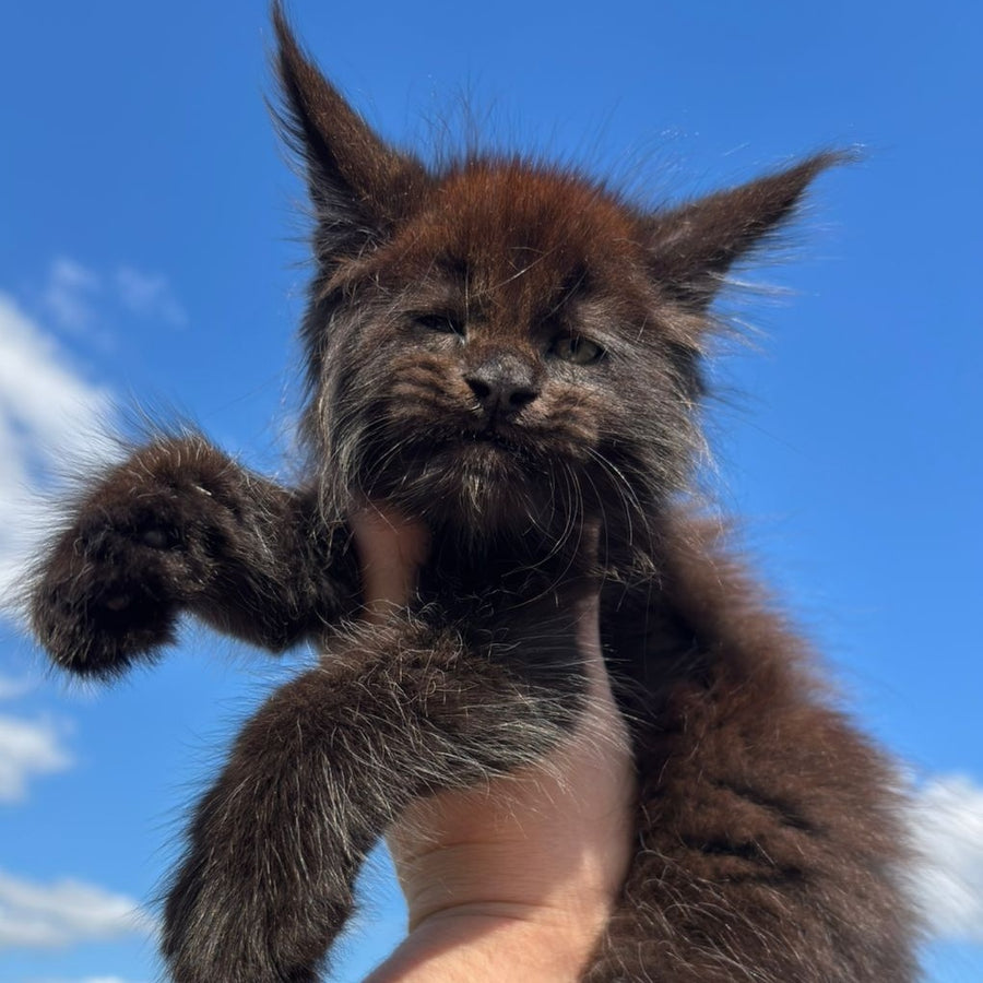 Ferrari Maine Coon male, black