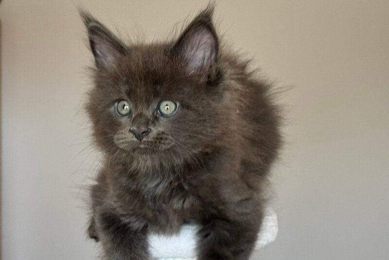 Ousei Maine Coon male, blue with white