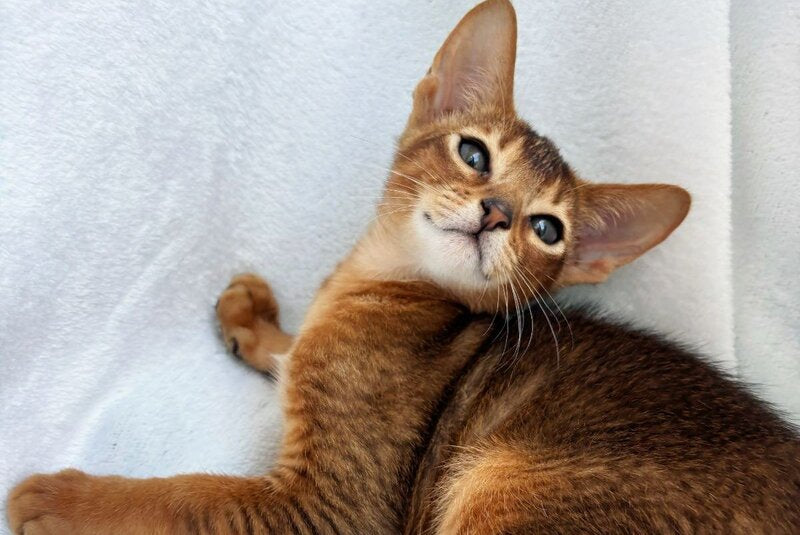 Saimon Abyssinian male, ruddy
