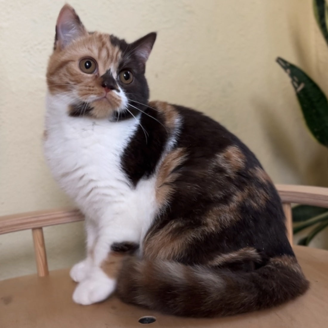 Dream British Shorthair female, chocolate tortie bicolour