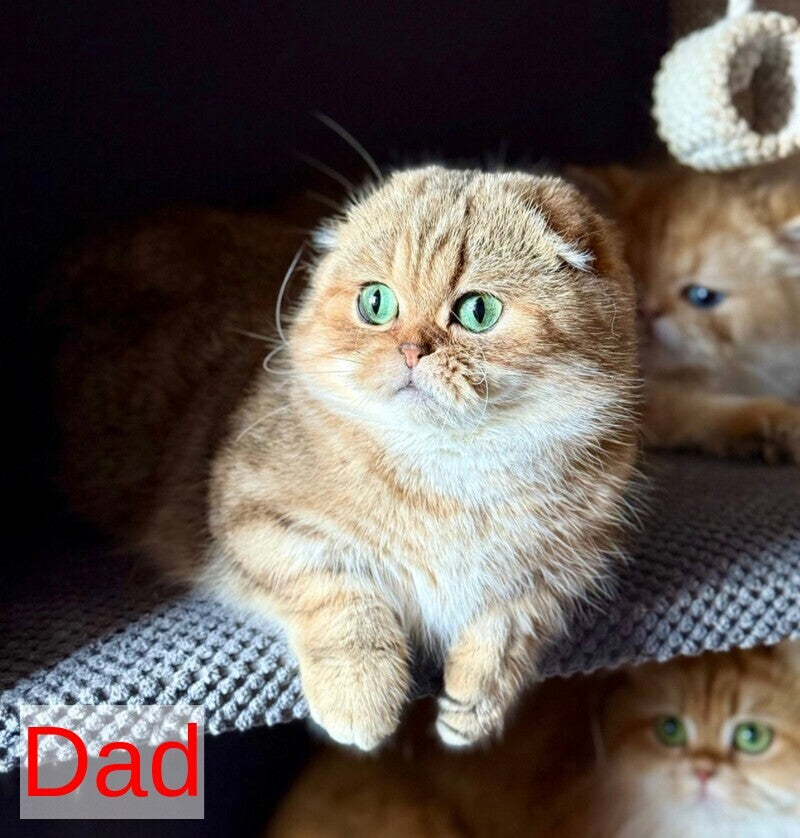 Xena Scottish Fold female black golden tabby - live animals