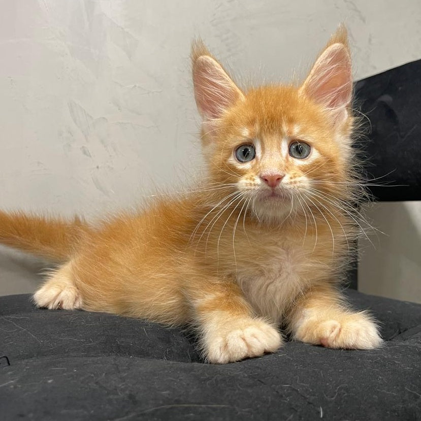 Venya Maine Coon male, red