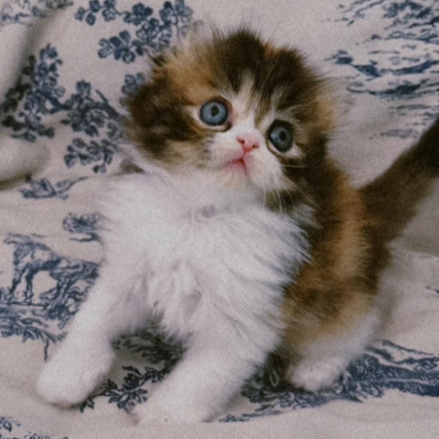 Kitty Scottish Fold female, black tortie tabby bicolour