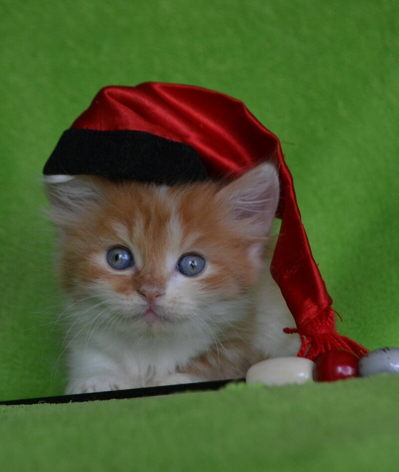Narciss Munchkin male red bicolour tabby - live animals