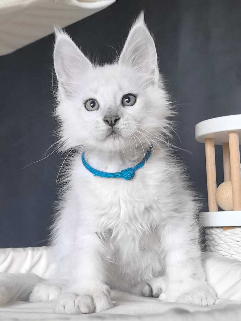Urman Maine Coon polydactyl male, black silver chinchilla