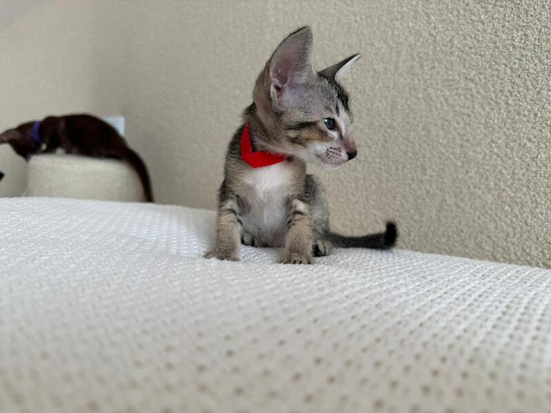 Aveline Oriental Shorthair female black ticked tabby - live animals
