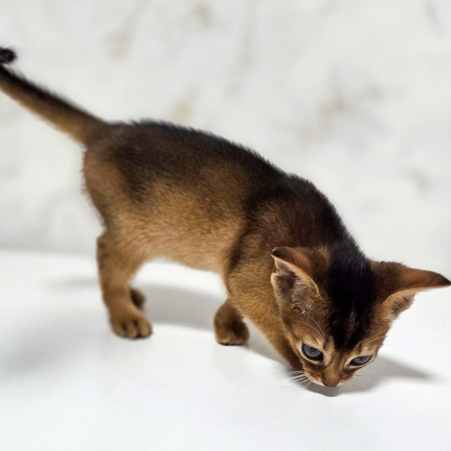 Lora Abyssinian female, black