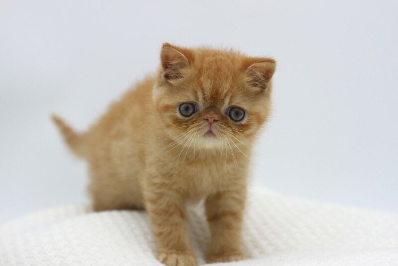 Rokki Exotic male, red spotted tabby