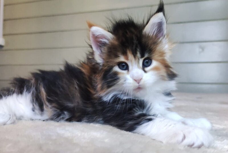 Ecstazy Maine Coon female polydactyl, black tortie bicolour