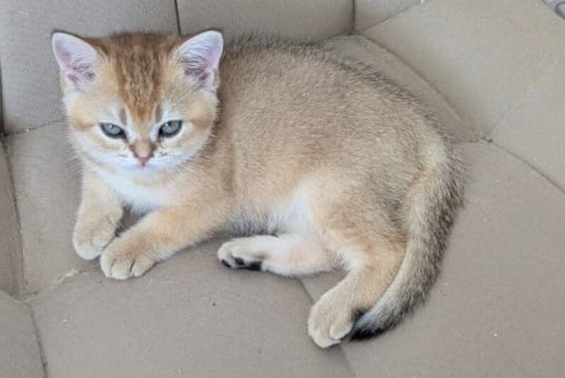 Bella Scottish Straight female, black golden ticked tabby