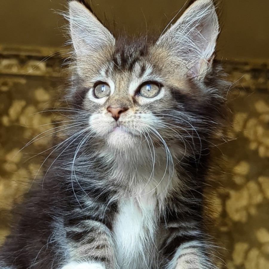Inosh Maine Coon female, black tabby with white