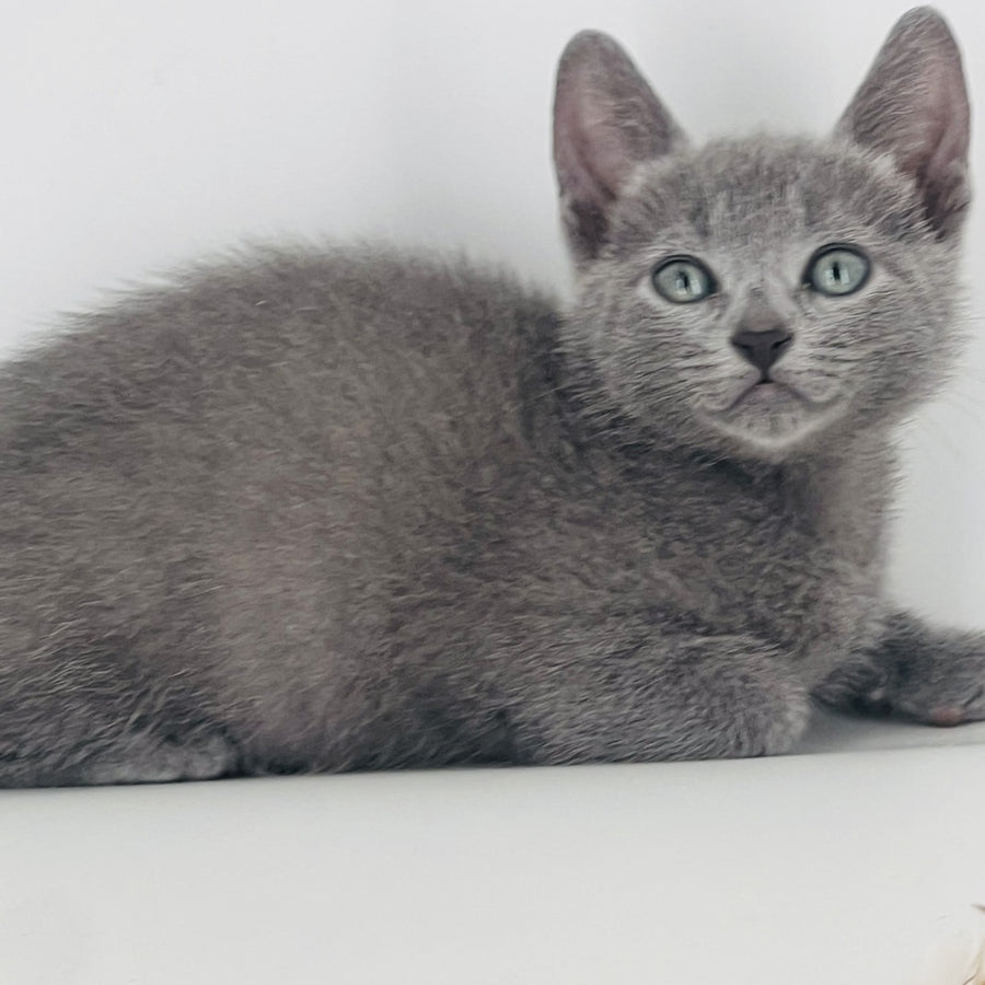 Aster Russian Blue male, blue