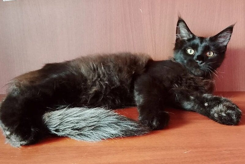 Dark Maine Coon male, black