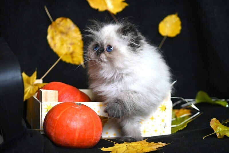 Noris Persian male, black pointed