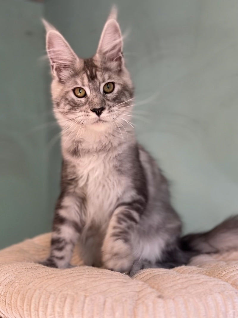 Zodiac Maine Coon male, black silver tabby