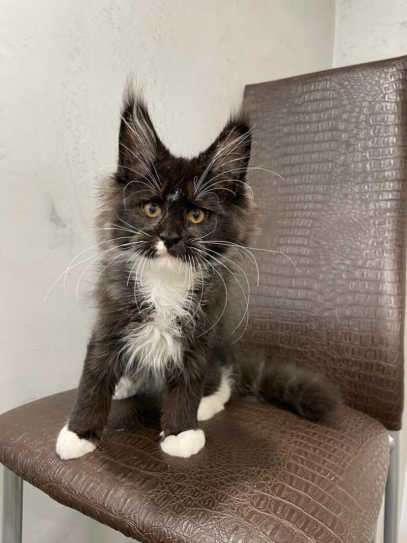Irik Maine Coon male, black with white