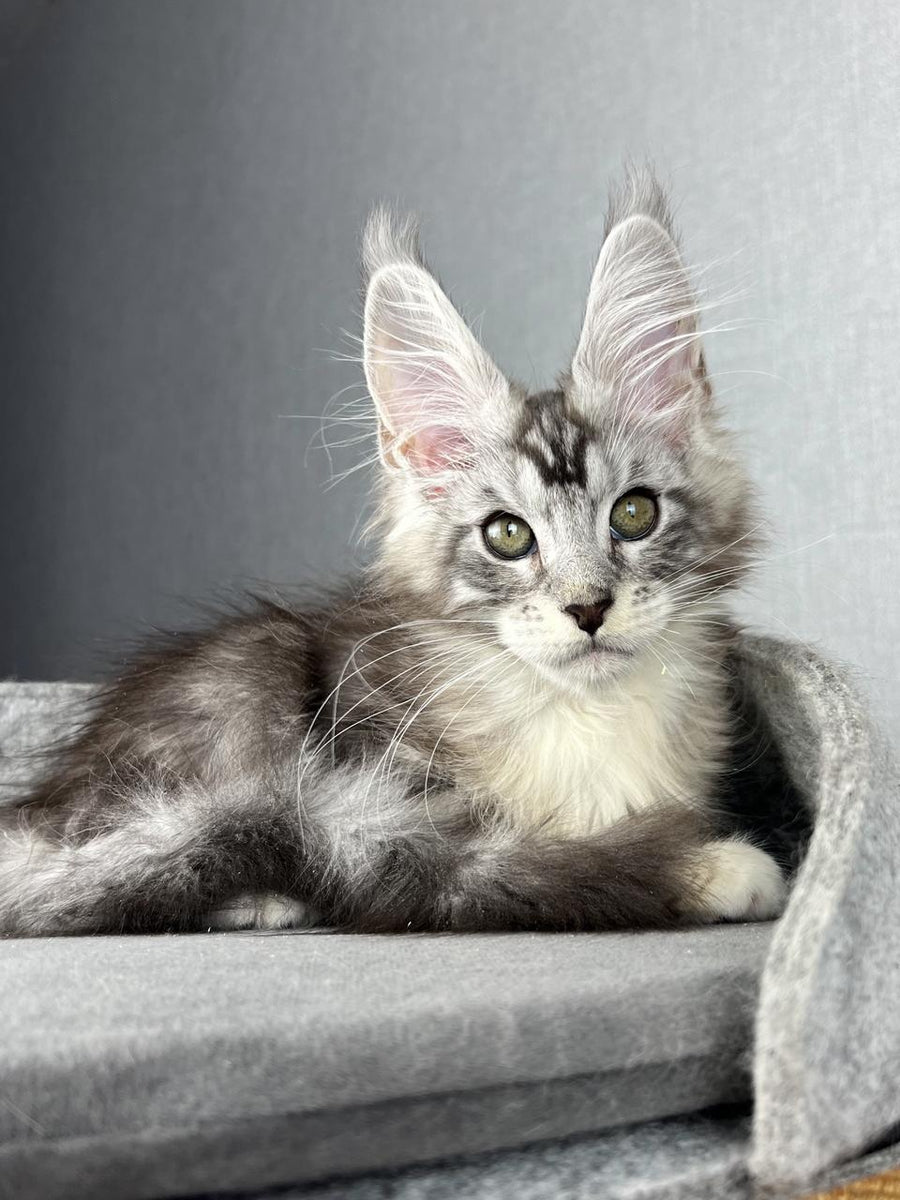 Lovejoy Maine Coon male black silver tabby with white live animals
