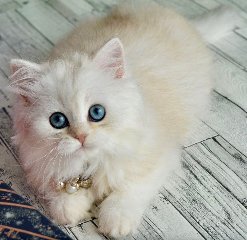 Rina Scottish Straight female black silver shaded - live animals