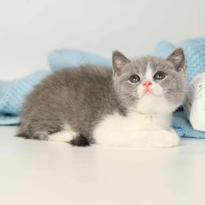 Paula British Shorthair female, blue bicolour