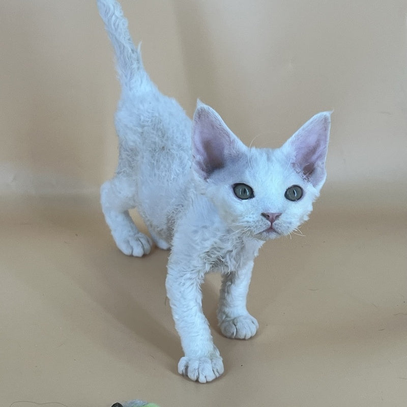 Alma Devon Rex female, white