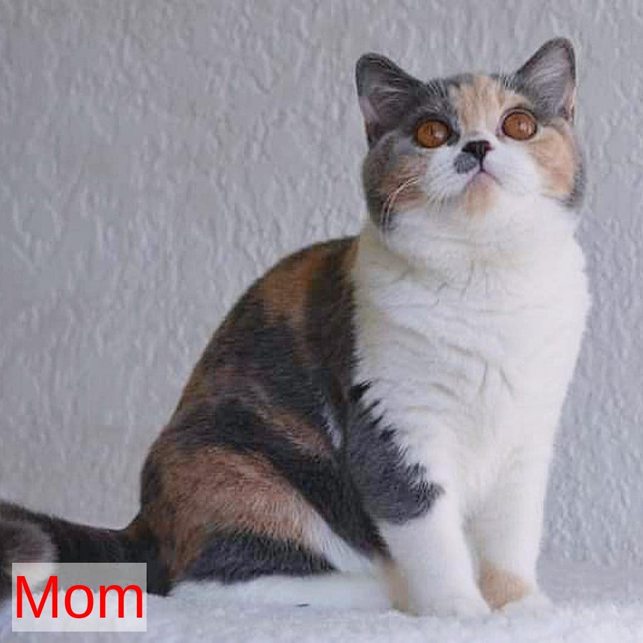 Perseya British Shorthair female, blue tortie