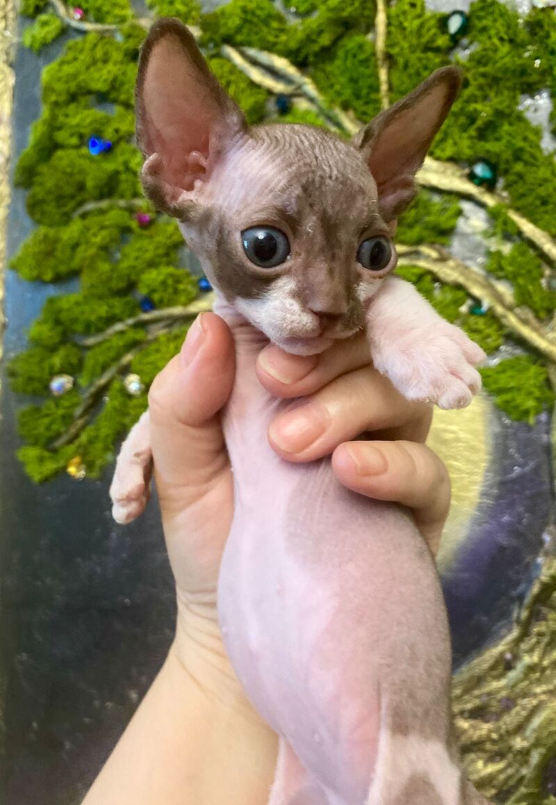Archi Bambino male chocolate bicolour live animals