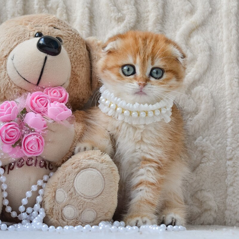 Iris Scottish Fold female, black golden spotted tabby