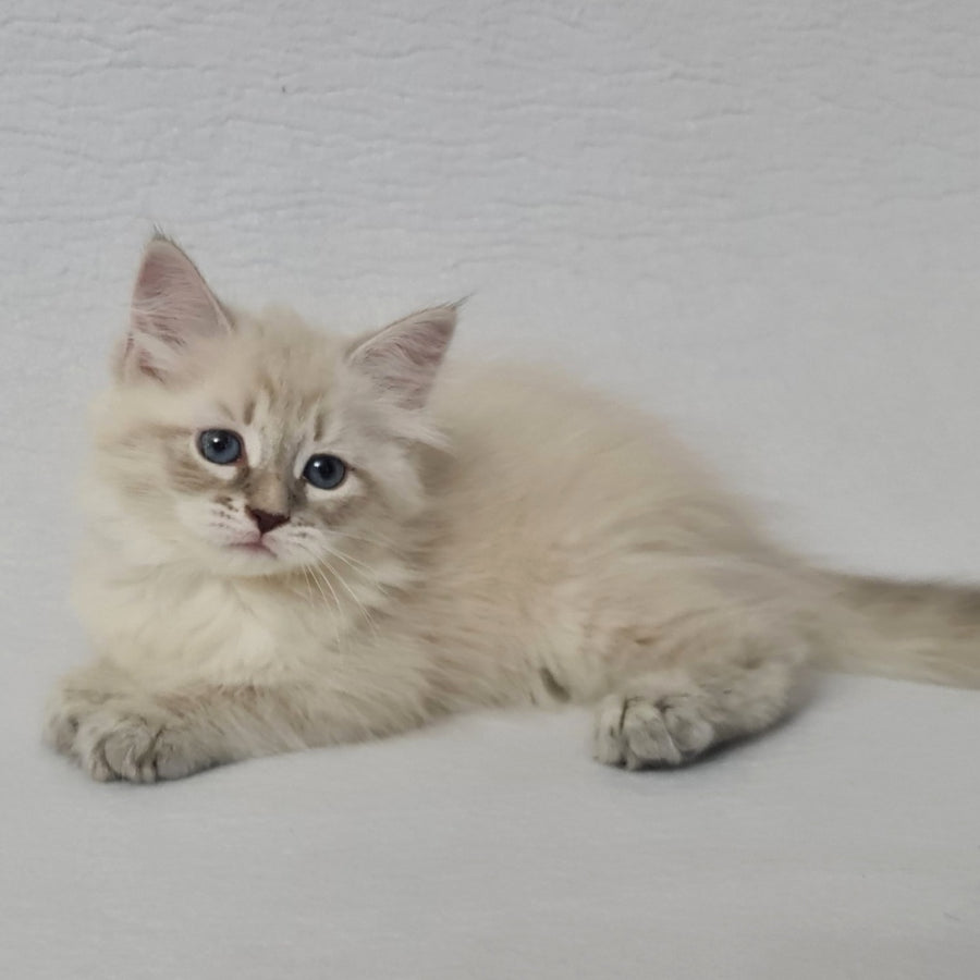 Bella Siberian female, blue tabby pointed