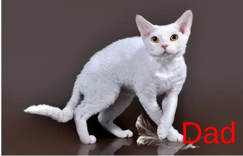 Colin Devon Rex male, white