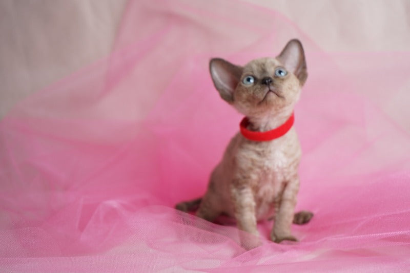 Naila Devon Rex female chocolate pointed - live animals