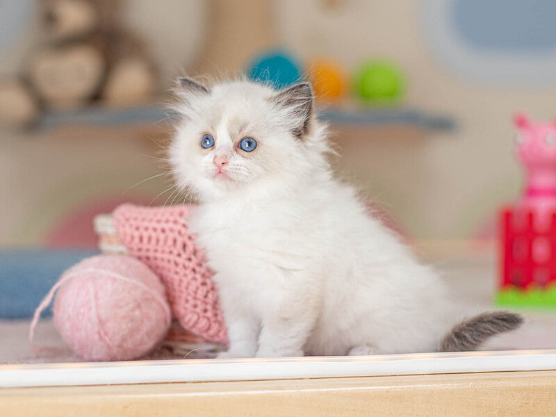 Valerie Ragdoll female, seal bicolour