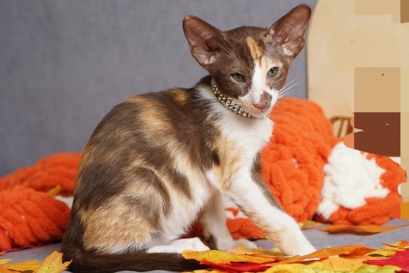 Fifa Oriental Shorthair female, chocolate bicolour