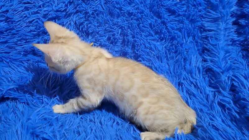 Kristen Bengal male black spotted tabby pointed - live animals