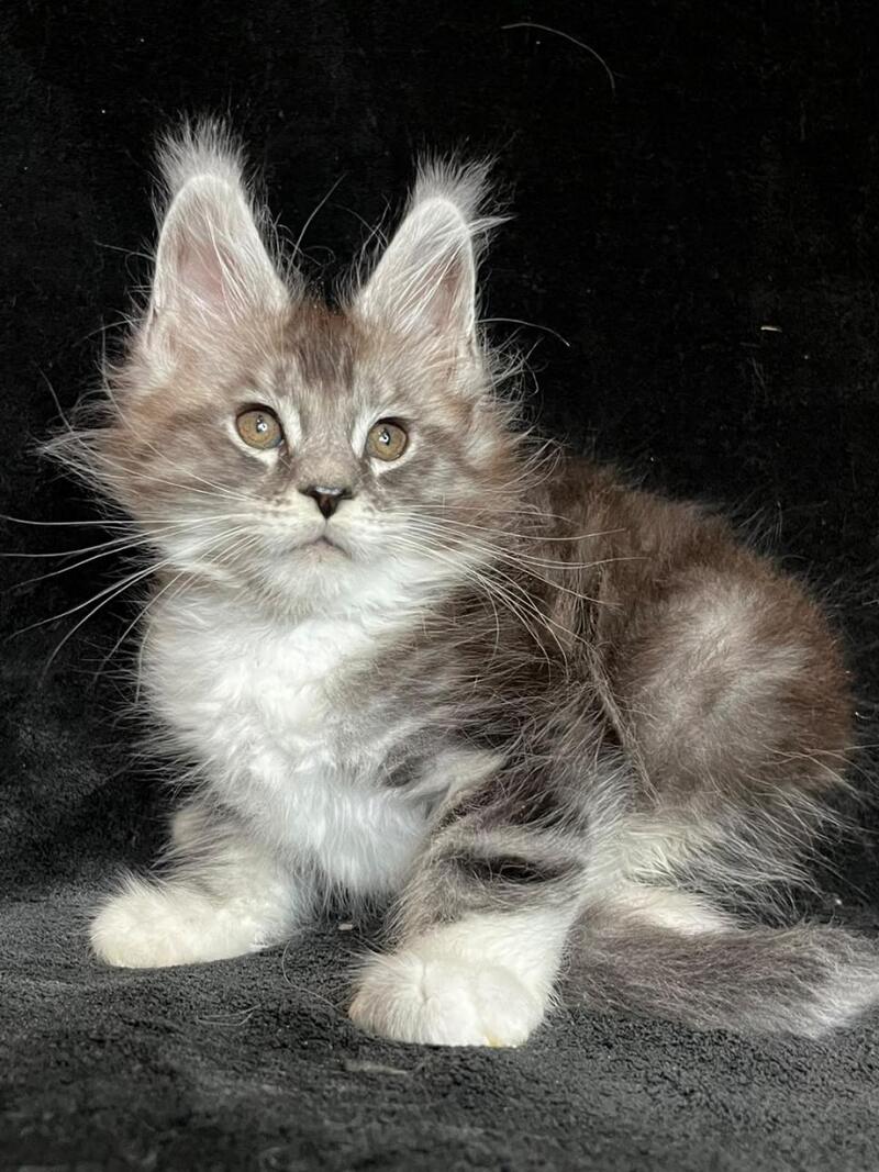 North Maine Coon male, black silver tabby with white