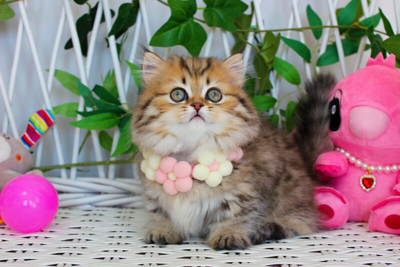 Fiona Munchkin female, chocolate golden spotted tabby
