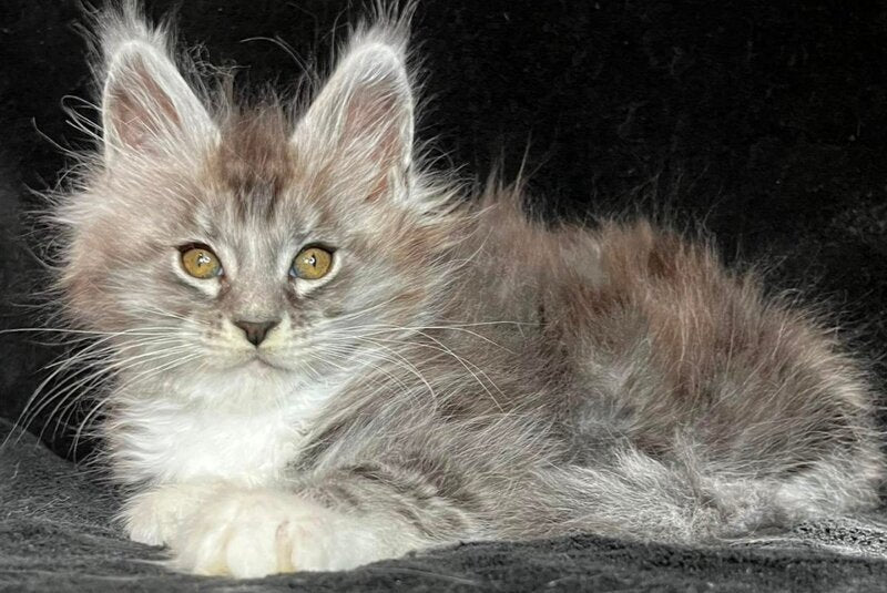 Natan Maine Coon male, black silver tabby with white