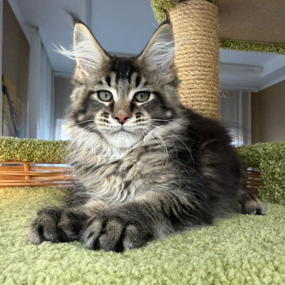 Ilyusha Maine Coon male, black tabby
